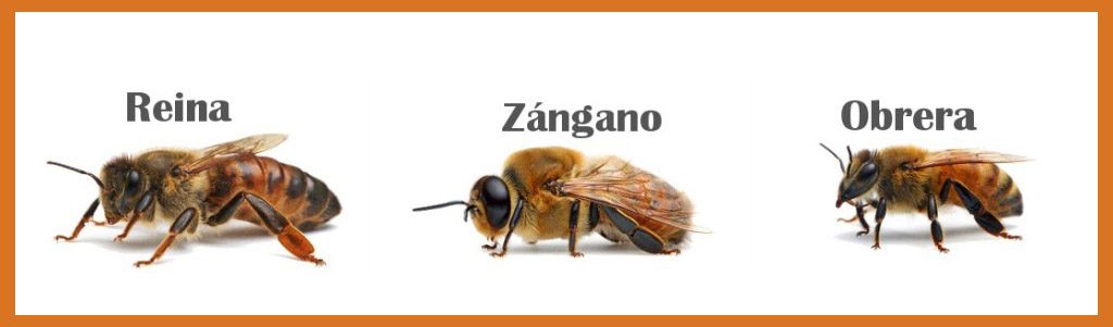 Tipos De ABEJAS De Una Colmena Abeja Presumida